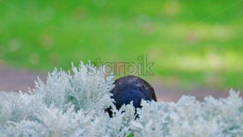 A black crow walks gracefully on green grass near decorative white plants - Starpik Stock
