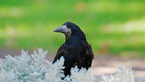 A black crow walks gracefully on green grass near decorative white plants - Starpik Stock