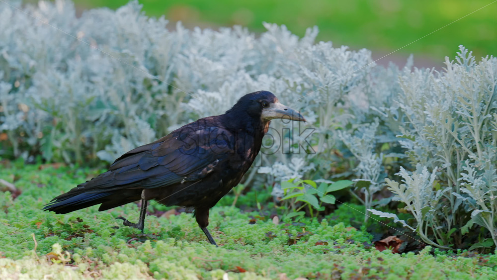 A black crow walks gracefully on green grass near decorative white plants - Starpik Stock