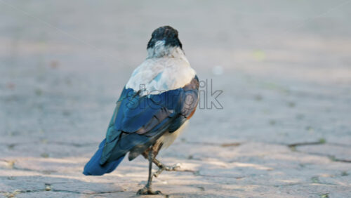 A black crow walks gracefully on pavement in a park - Starpik Stock