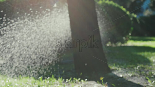 A garden sprinkler sprays water into the air, with sunlight reflecting off the droplets in a green park - Starpik Stock