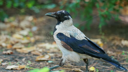 A hooded crow searches for food on the ground, pecking near a soil mound surrounded by fallen leaves and grass - Starpik Stock