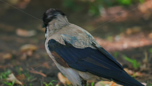 A hooded crow searches for food on the ground, pecking near a soil mound surrounded by fallen leaves and grass - Starpik Stock