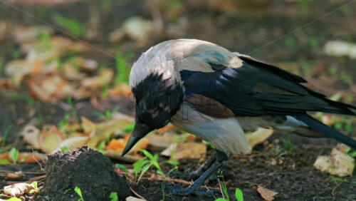 A hooded crow searches for food on the ground, pecking near a soil mound surrounded by fallen leaves and grass - Starpik Stock