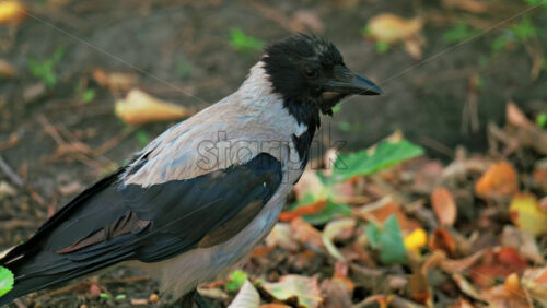A hooded crow searches for food on the ground, pecking near a soil mound surrounded by fallen leaves and grass - Starpik Stock