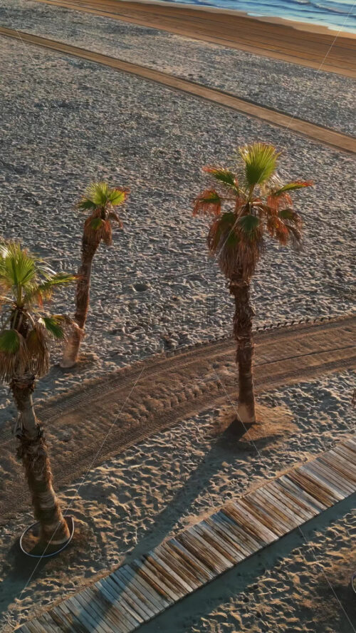 Aerial drone view of palm trees on the beach in Alicante, Spain at sunset. Vertical - Starpik Stock