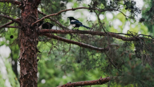 An Eurasian magpie sitting in a pine tree in the park - Starpik Stock