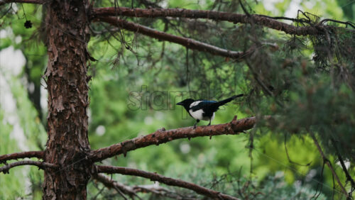An Eurasian magpie sitting in a pine tree in the park - Starpik Stock