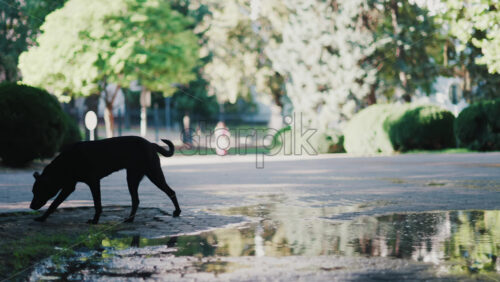 Black dog walking near a puddle, with its reflection visible in the water - Starpik Stock