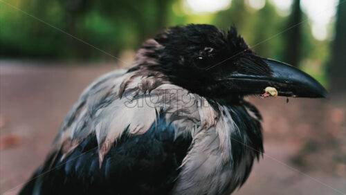 Black little baby crow seating on a road in a green park in summer - Starpik Stock