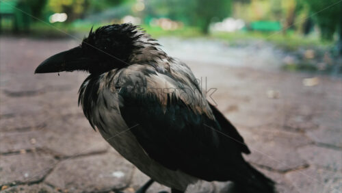 Black little baby crow seating on a road in a green park in summer - Starpik Stock