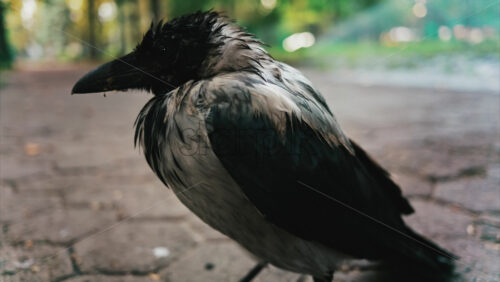 Black little baby crow seating on a road in a green park in summer - Starpik Stock