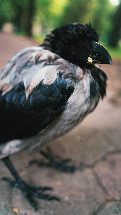 Black little baby crow seating on a road in a green park in summer, vertical screen - Starpik Stock