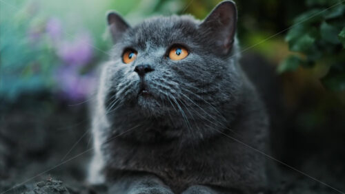Close up of a British Shorthair cat with orange eyes sitting on the ground and looking around in a garden - Starpik Stock