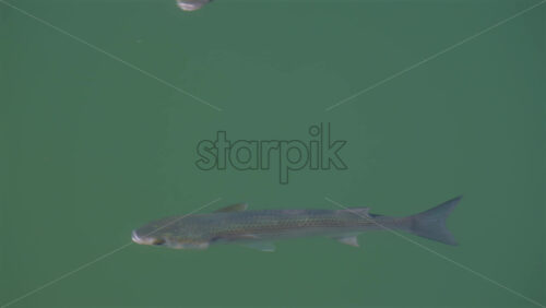 Close up of a Flathead grey mullet fish swimming in the sea - Starpik Stock
