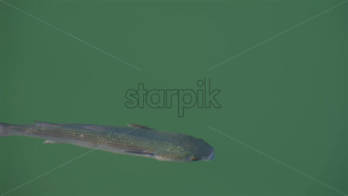 Close up of a Flathead grey mullet fish swimming in the sea - Starpik Stock
