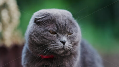 Close up of a Scottish Fold cat with orange eyes and a red collar in a garden with a blurred background - Starpik Stock