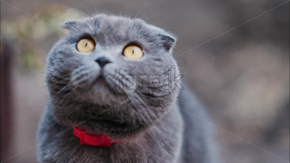 Close up of a Scottish Fold cat with orange eyes and a red collar in a garden with a blurred background - Starpik Stock
