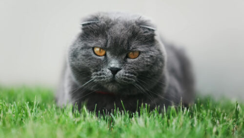Close up of a Scottish Fold cat with orange eyes and a red collar resting on the green grass in a garden - Starpik Stock