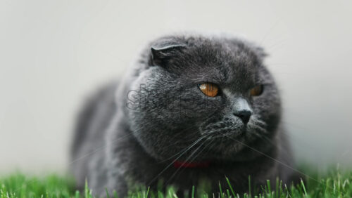 Close up of a Scottish Fold cat with orange eyes and a red collar resting on the green grass in a garden - Starpik Stock