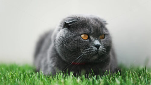 Close up of a Scottish Fold cat with orange eyes and a red collar resting on the green grass in a garden - Starpik Stock