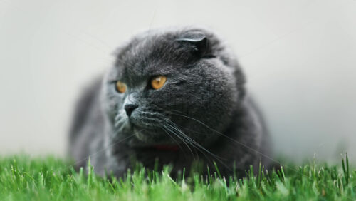 Close up of a Scottish Fold cat with orange eyes and a red collar resting on the green grass in a garden - Starpik Stock