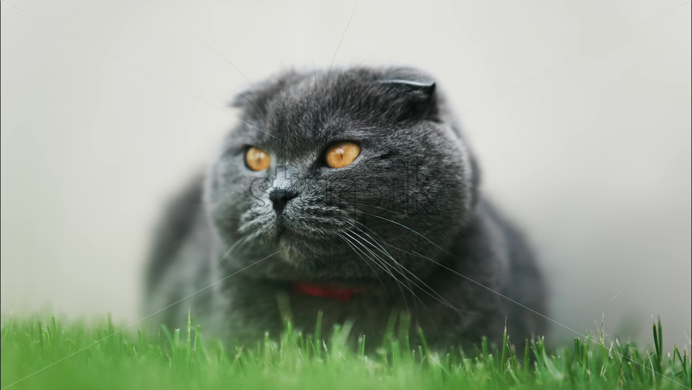 Close up of a Scottish Fold cat with orange eyes and a red collar resting on the green grass in a garden - Starpik Stock