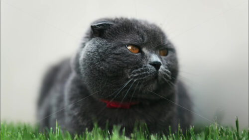 Close up of a Scottish Fold cat with orange eyes and a red collar resting on the green grass in a garden - Starpik Stock