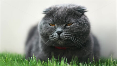 Close up of a Scottish Fold cat with orange eyes and a red collar resting on the green grass in a garden - Starpik Stock