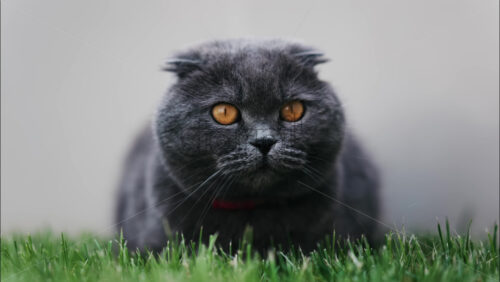 Close up of a Scottish Fold cat with orange eyes and a red collar resting on the green grass in a garden - Starpik Stock