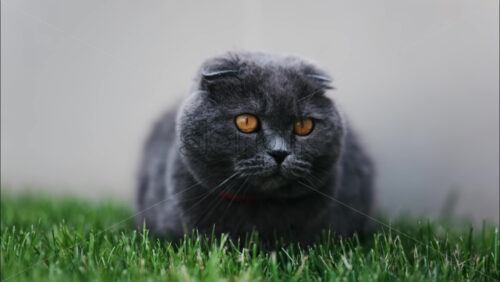 Close up of a Scottish Fold cat with orange eyes and a red collar resting on the green grass in a garden - Starpik Stock