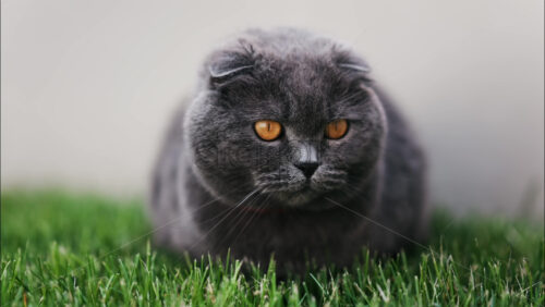 Close up of a Scottish Fold cat with orange eyes and a red collar resting on the green grass in a garden - Starpik Stock