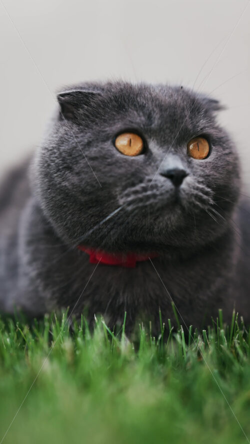 Close up of a Scottish Fold cat with orange eyes and a red collar resting on the green grass in a garden. Vertical - Starpik Stock