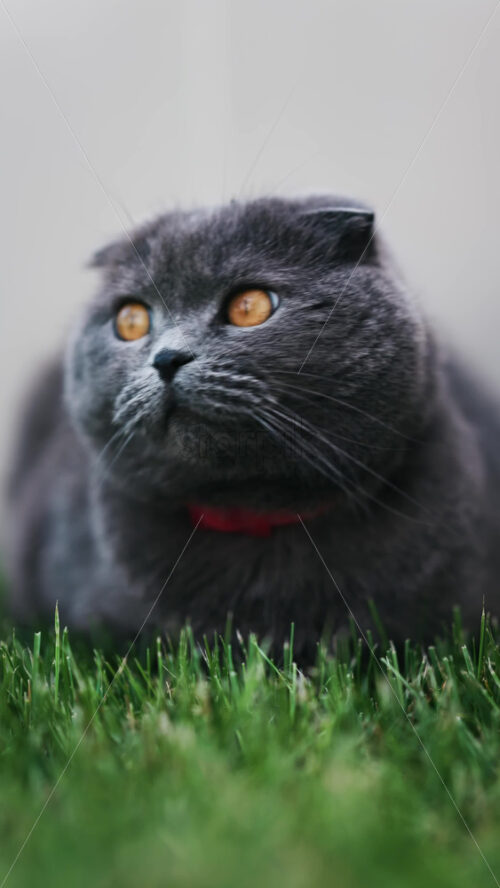 Close up of a Scottish Fold cat with orange eyes and a red collar resting on the green grass in a garden. Vertical - Starpik Stock