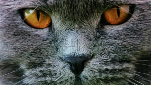 Close up of a Scottish Fold cat with orange eyes resting with a blurred background - Starpik Stock