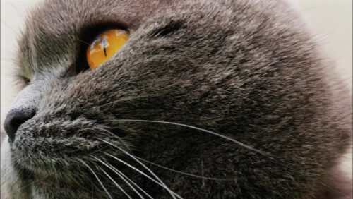 Close up of a Scottish Fold cat with orange eyes resting with a blurred background - Starpik Stock