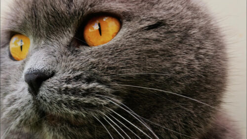 Close up of a Scottish Fold cat with orange eyes resting with a blurred background - Starpik Stock