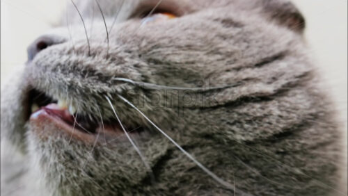 Close up of a Scottish Fold cat with orange eyes resting with a blurred background - Starpik Stock