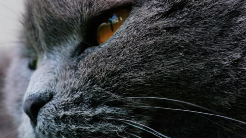 Close up of a Scottish Fold cat with orange eyes resting with a blurred background - Starpik Stock