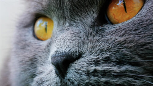 Close up of a Scottish Fold cat with orange eyes resting with a blurred background - Starpik Stock