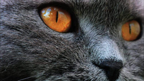 Close up of a Scottish Fold cat with orange eyes resting with a blurred background - Starpik Stock