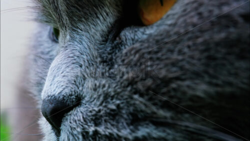Close up of a Scottish Fold cat with orange eyes resting with a blurred background - Starpik Stock