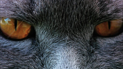 Close up of a Scottish Fold cat with orange eyes resting with a blurred background - Starpik Stock