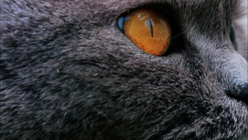 Close up of a Scottish Fold cat with orange eyes resting with a blurred background - Starpik Stock