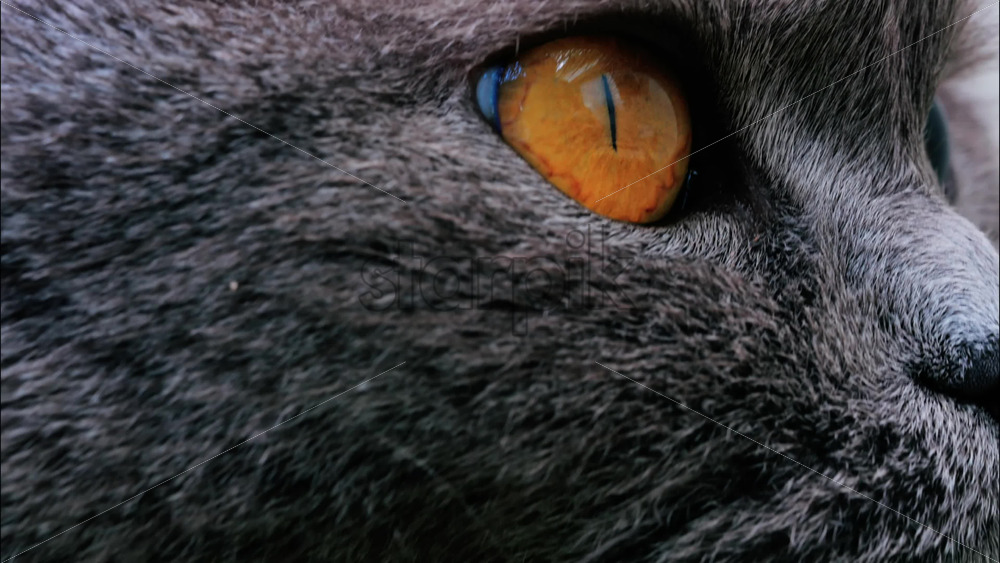 Close up of a Scottish Fold cat with orange eyes resting with a blurred background - Starpik Stock