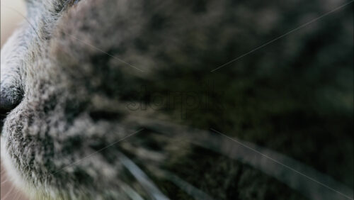 Close up of a Scottish Fold cat with orange eyes resting with a blurred background - Starpik Stock