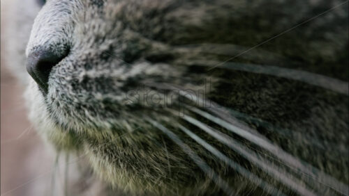 Close up of a Scottish Fold cat with orange eyes resting with a blurred background - Starpik Stock