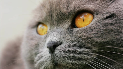 Close up of a Scottish Fold cat with orange eyes resting with a blurred background - Starpik Stock