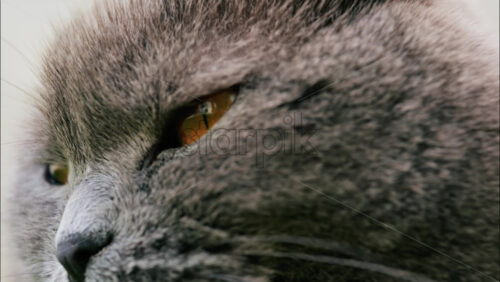 Close up of a Scottish Fold cat with orange eyes resting with a blurred background - Starpik Stock