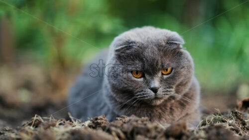 Close up of a Scottish Fold cat with orange eyes sitting on the ground in a garden - Starpik Stock